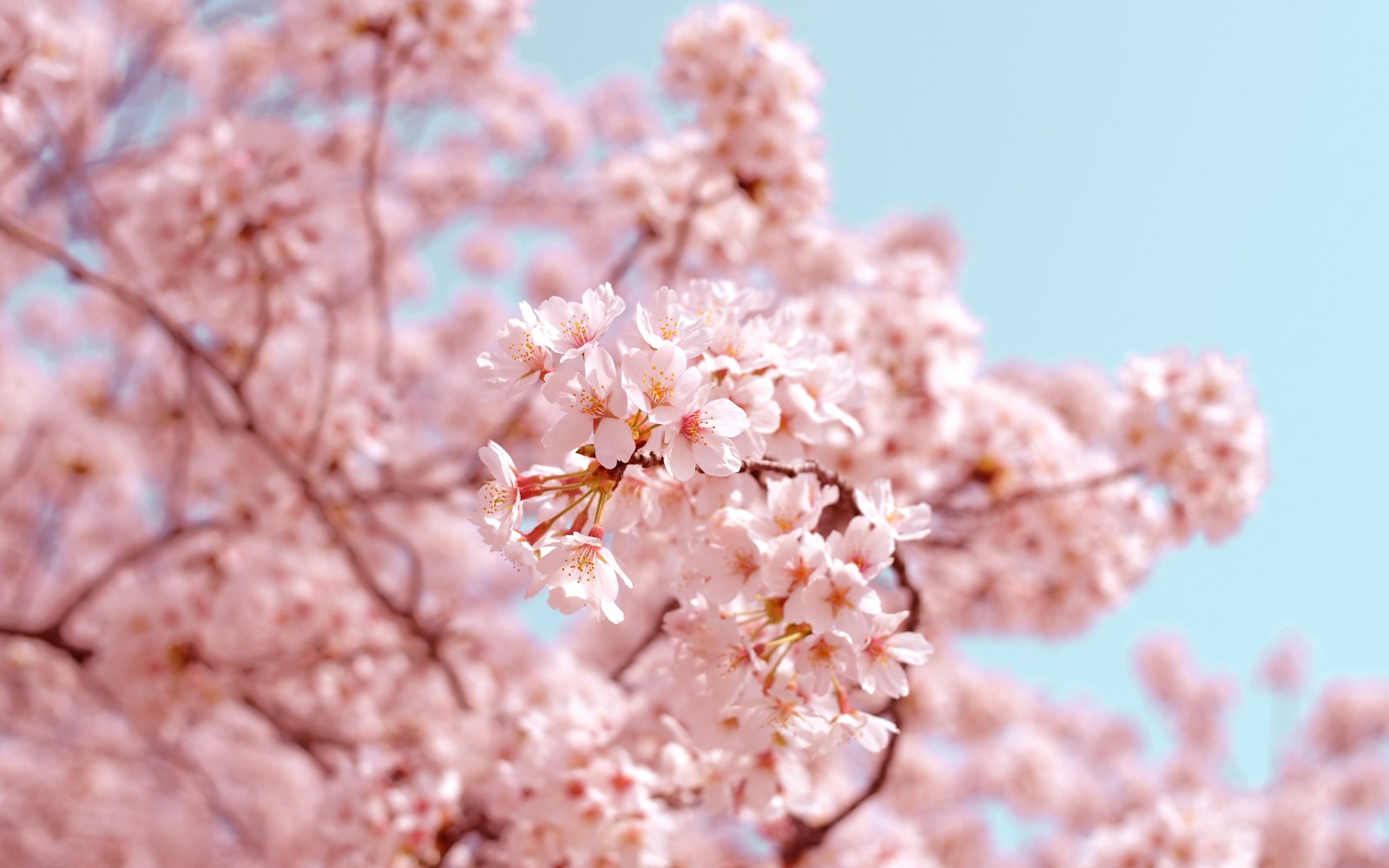 Cherry Blossom Trail - 6D/5N